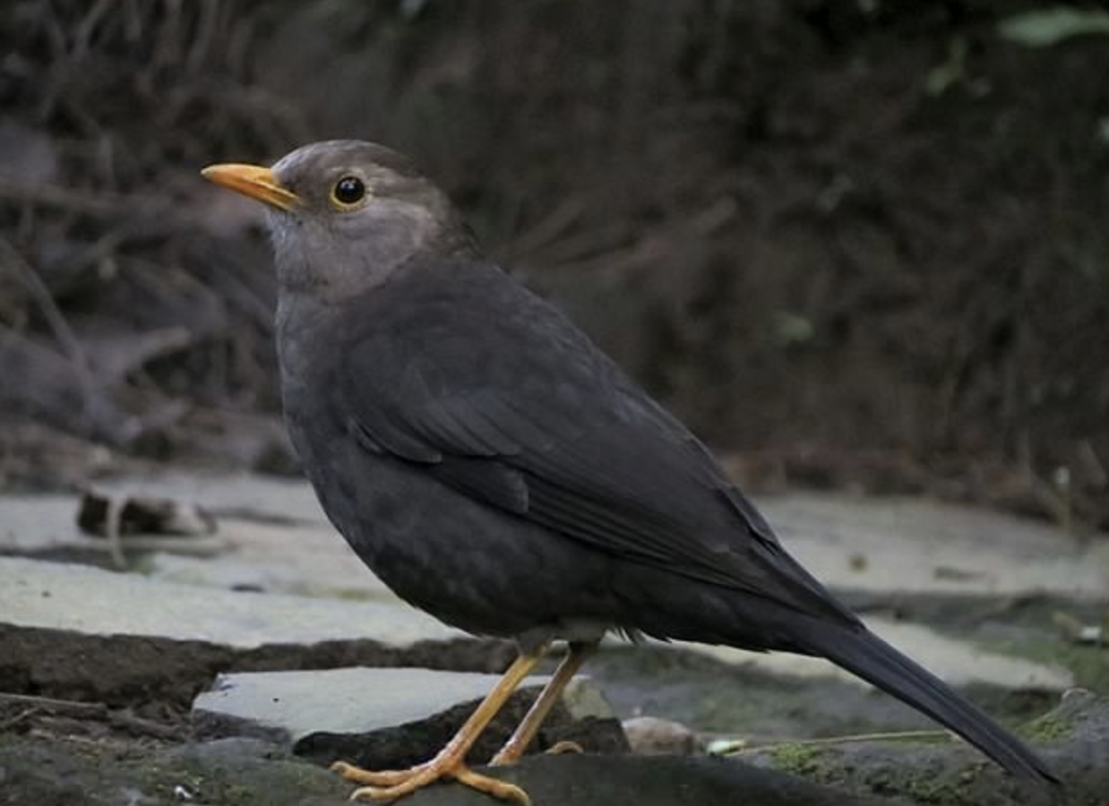 雄性头部和脸完全是浅灰色或浅棕褐色.