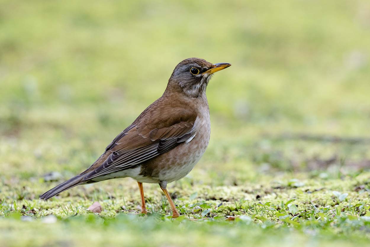  p>白腹鸫(学名: i>turdus pallidus /i>)是鸫科,鸫属中型鸟类,体长21