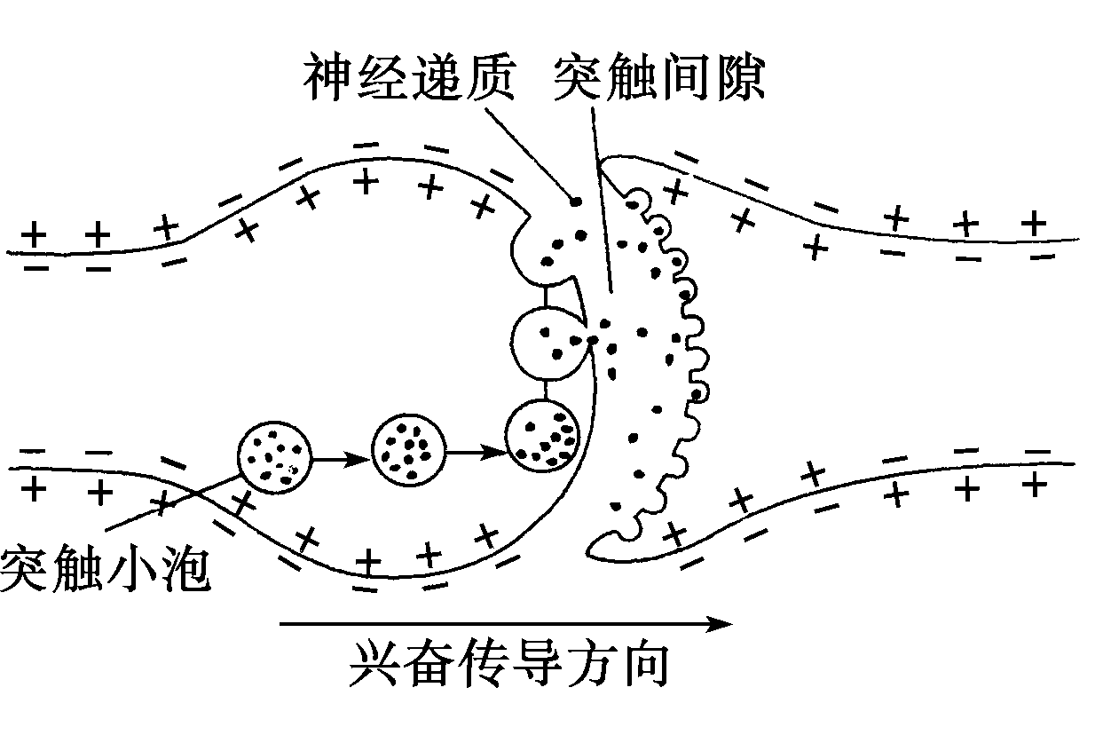 单胺类神经递质