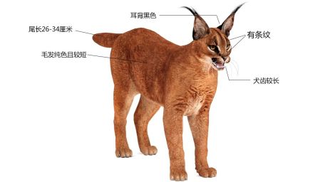 狞猫_百度百科
