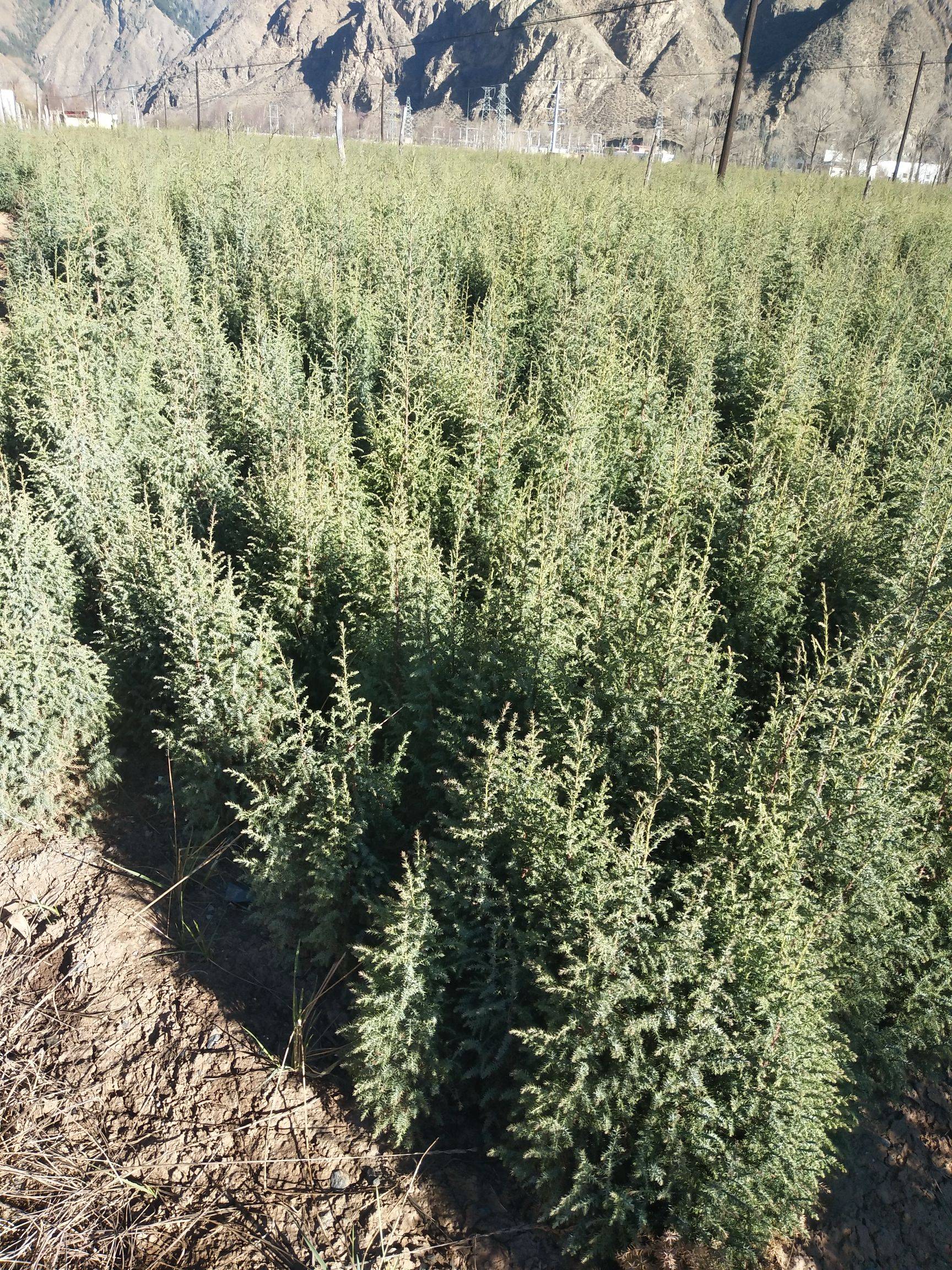 祁连圆柏天祝个体