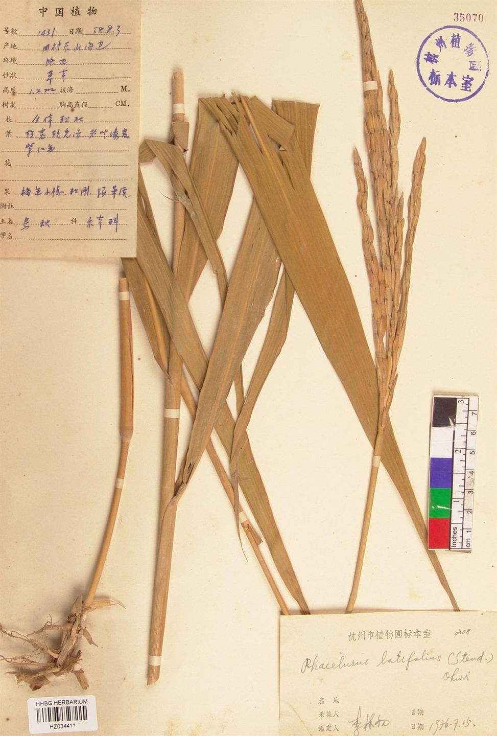  p>束尾草(学名: i>phacelurus latifolius  /i>(steud.