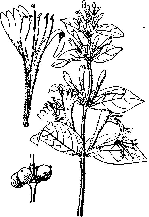 边缘有粗糙的绒毛,上面深绿色,下面淡绿色;忍冬花苞片大,花瓣卵形