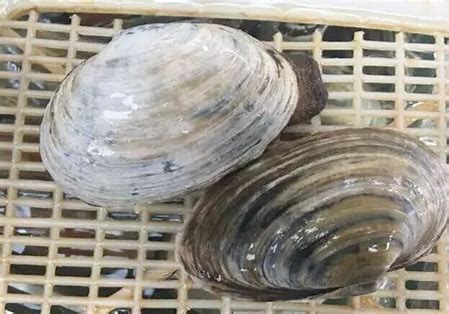 北极贝 常见的刺身却不代表它是生的 百科ta说