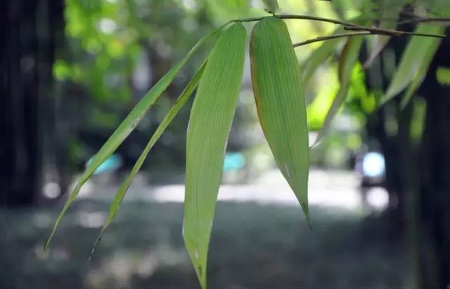  p>沙罗单竹(学名: i>schizostachyum funghomii /i> mcclure)是禾本