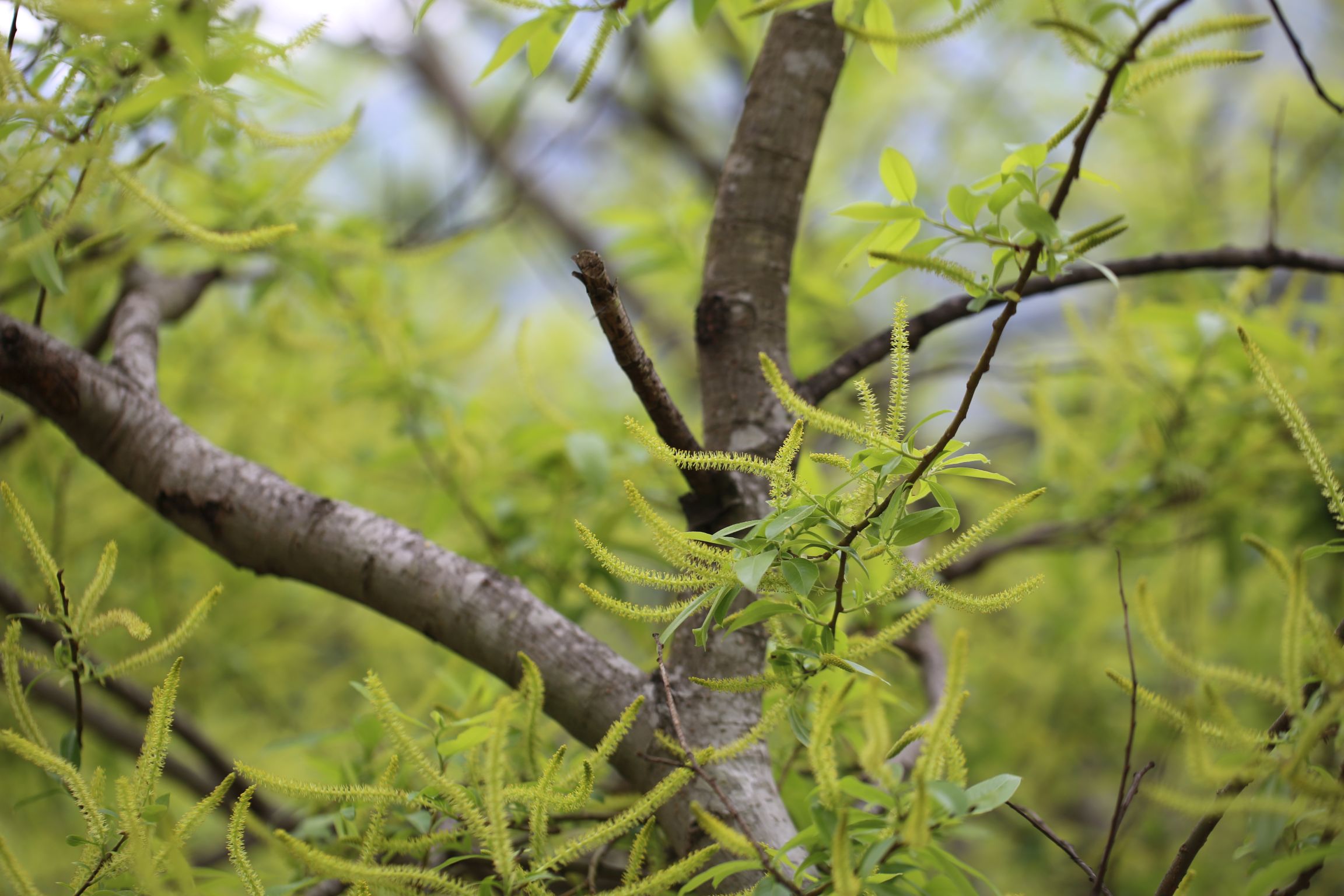 石泉柳(原变种)