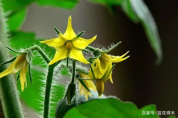 有刺植物的刺是如何起源和演变的？有什么类型和效用？_百科TA说