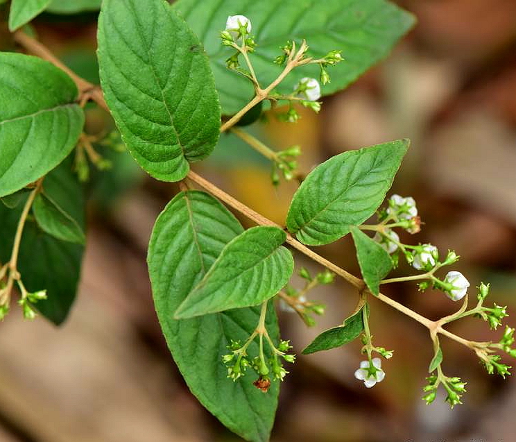  p>锥序蛛毛苣苔(学名: i>paraboea swinhoii /i> (hance) burtt)是苦