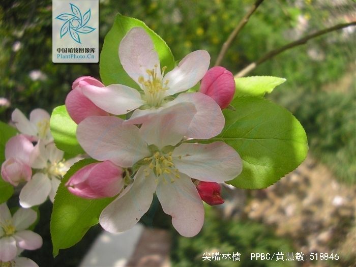 p>尖嘴林檎(学名: i>malus melliana /i> (hand. -mazz.) rehd.