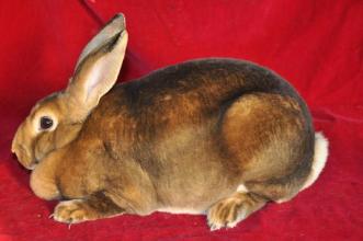  p>猞狸色獭兔-7(sheli rabbit-7):全身被毛色泽与山猫颜色相似,毛基