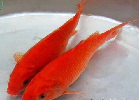 万安玻璃红鲤鱼