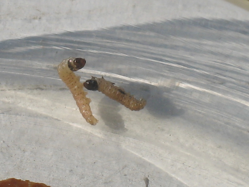 苹果蠧蛾 /a>, i>cydia pomonella /i>,鳞翅目(lepidoptera),木蠹蛾科