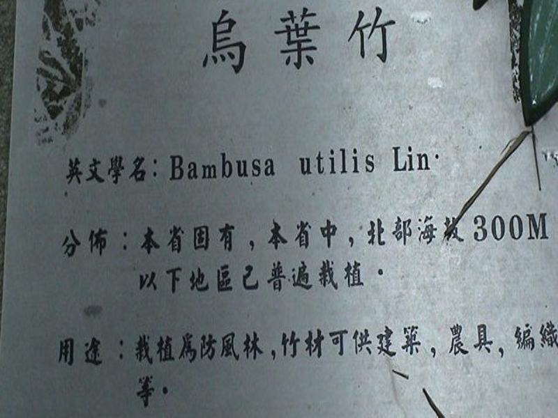 bambusa utilis