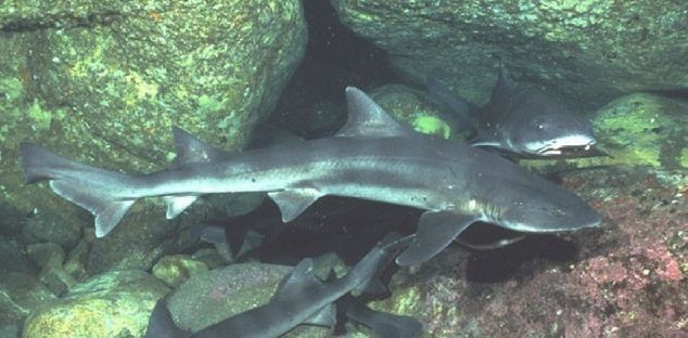  p>皱唇鲨(学名: i>triakis scyllium /i>)是皱唇鲨科,皱唇鲨属的一种