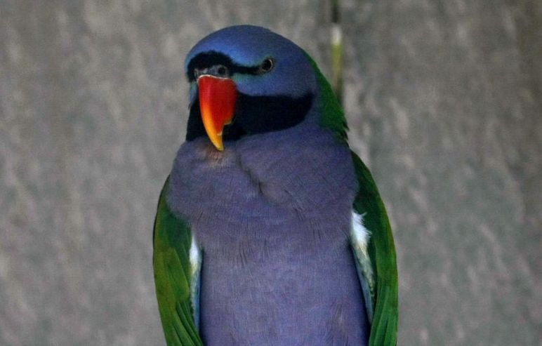  p>德拜鹦鹉(学名: i>psittacula derbiana /i>)是典型的 a target="