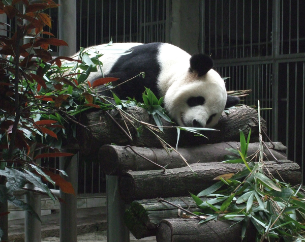data-lemmaid="165311">福州 /a>)熊猫世界,由"大熊猫馆","小熊猫馆"