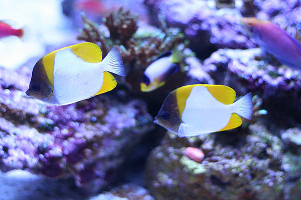  p data-id="gn2lo9hka0">银斑蝶鱼又称为金字塔蝶鱼,羞涩蝶鱼,属 a