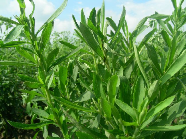  p>甜菊是菊科,菊目的植物. /p>