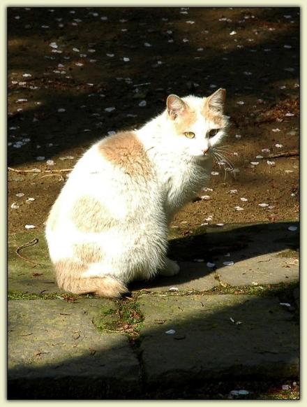 日本短尾猫（猫科猫属动物）_百度百科