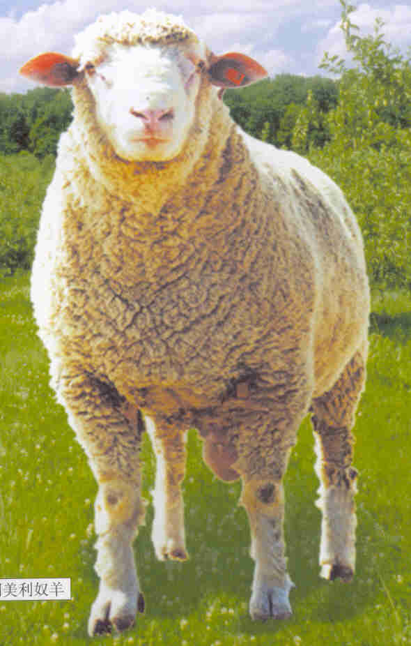 德国美利奴羊