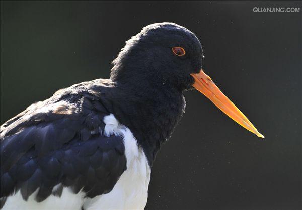 (拉丁名: i>haematopus ostralegus /i>)是中型涉禽,体羽以纯黑色或黑