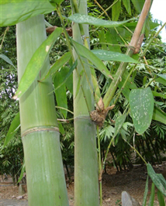  p>云南龙竹(学名: i>dendrocalamus yunnanicus /i> hsueh et d. z.