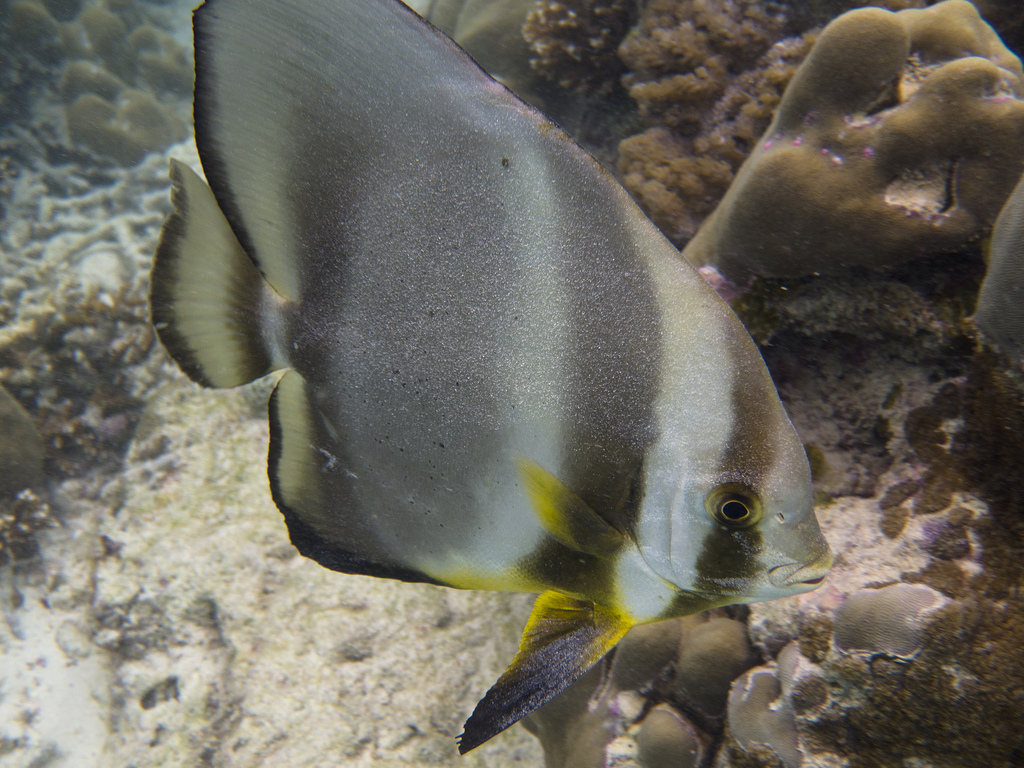  p>圆眼燕鱼(学名:platax orbicularis)又名 a href="#" data-lemmaid