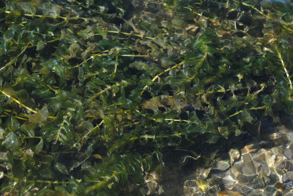 f.) royle)是水鳖科黑藻属植物.