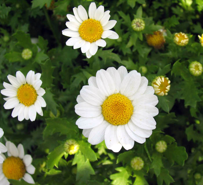  p>白晶菊又名小 a href="#">白菊 /a>,为一,二年生草本花卉.