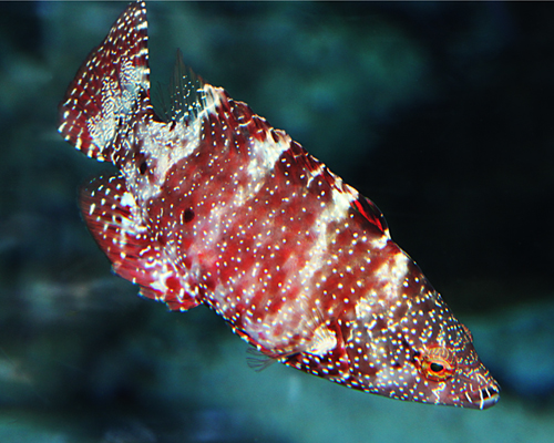  p>绿尾唇鱼,学名: i>cheilinus chlorourus  /i>(bloch, 1791),为 a