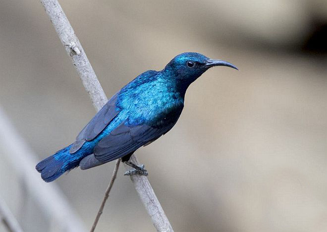  p>紫花蜜鸟(学名: i>cinnyris asiaticus /i>):体重7-8克,体长100-1