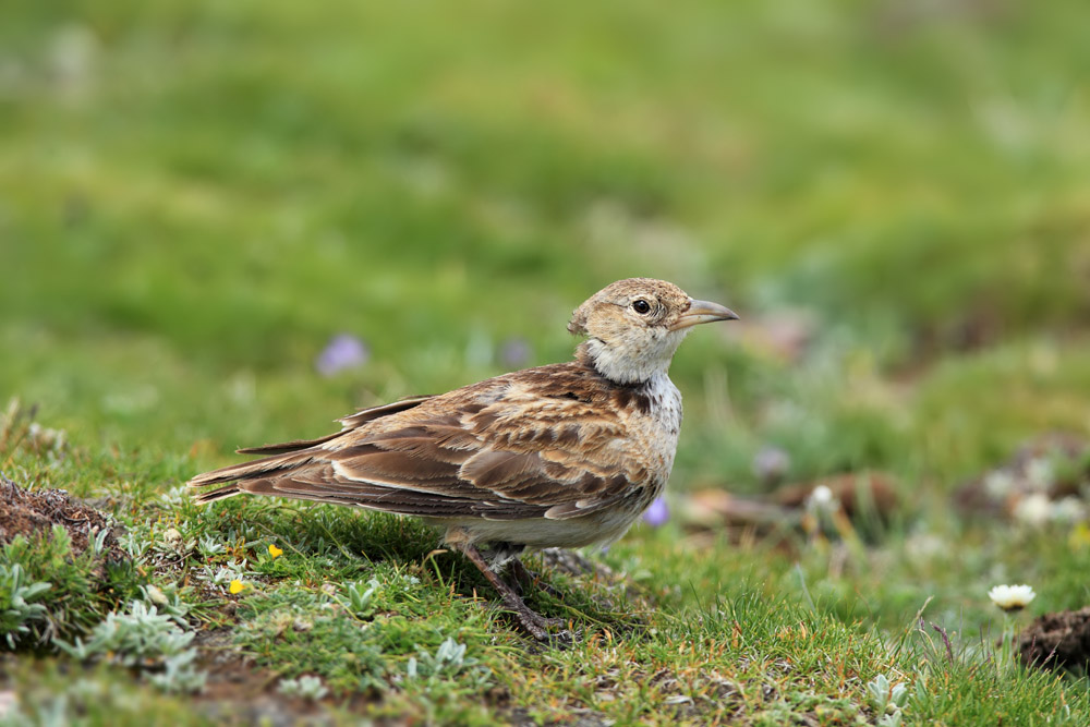  p>长嘴百灵是一种小型 a href="#" data-lemmaid="2173587">鸣禽 /a>