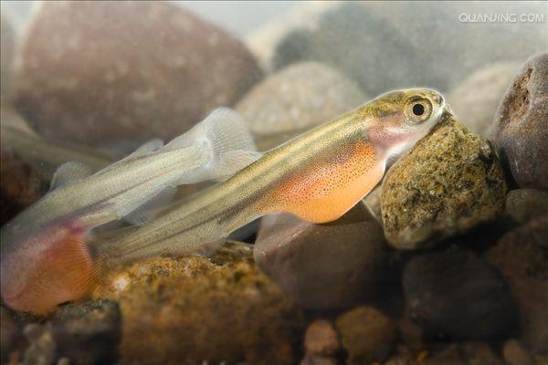 宵鱼垂化「宵鱼垂化说典」