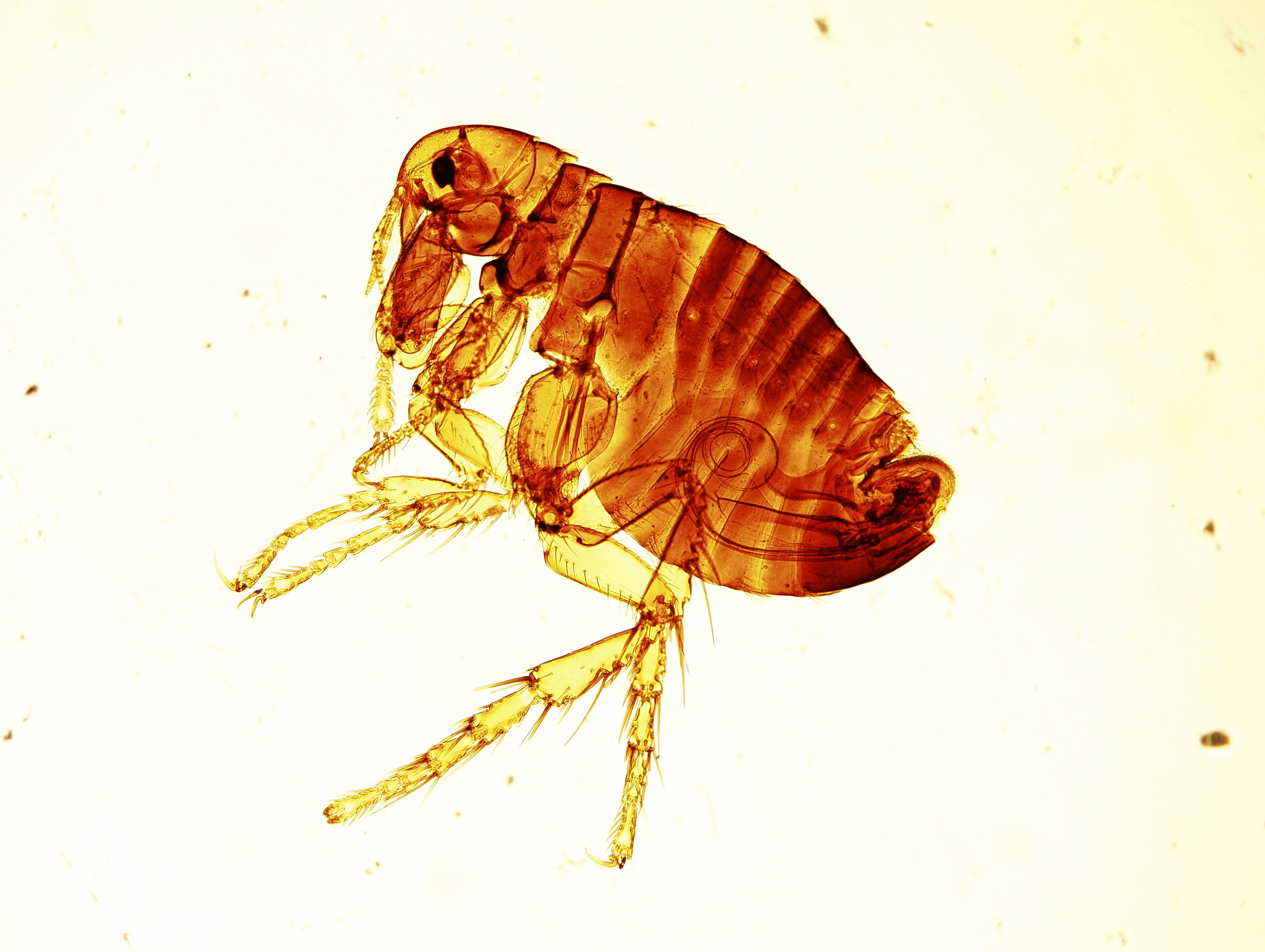  p data-id="gnwl5qjkzu">狗蚤只感染狗,是跳蚤的一种.