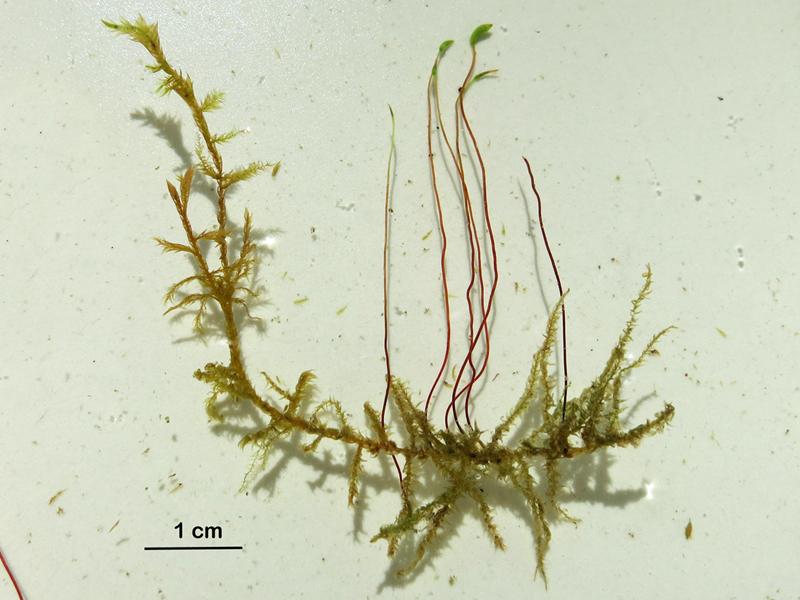  p>镰刀藓藓丛柔弱,黄绿色或深绿色.植物体粗大,绿色或棕黄绿色.