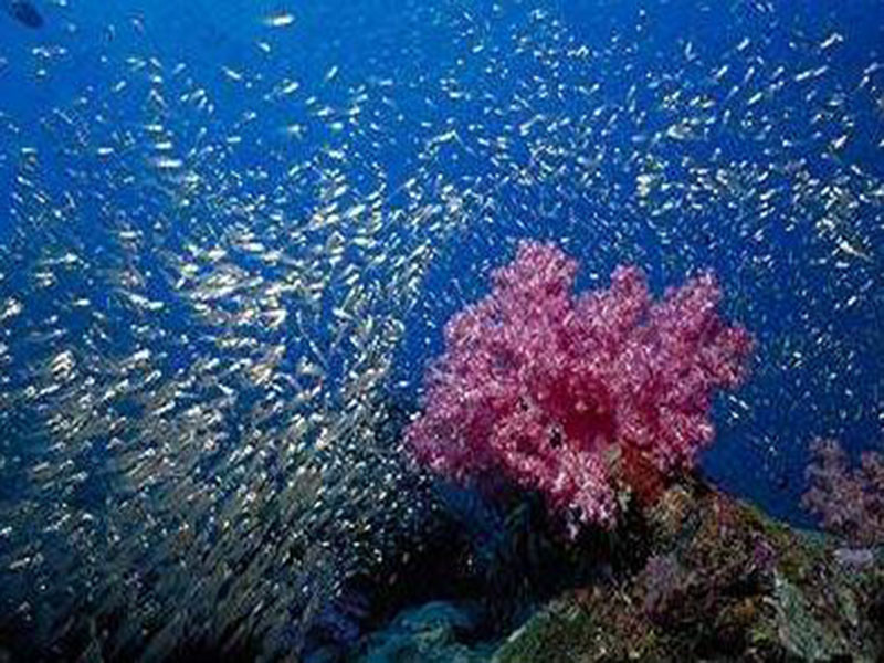  p> a target="_blank" href="/item/床板珊瑚目/4126754" data-lemma