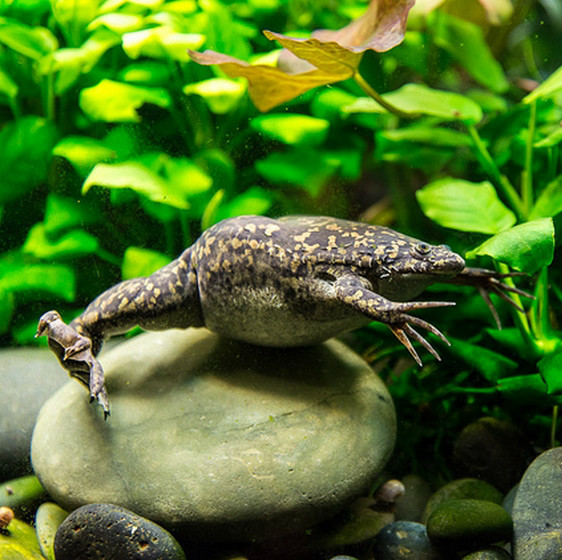 african clawed frog