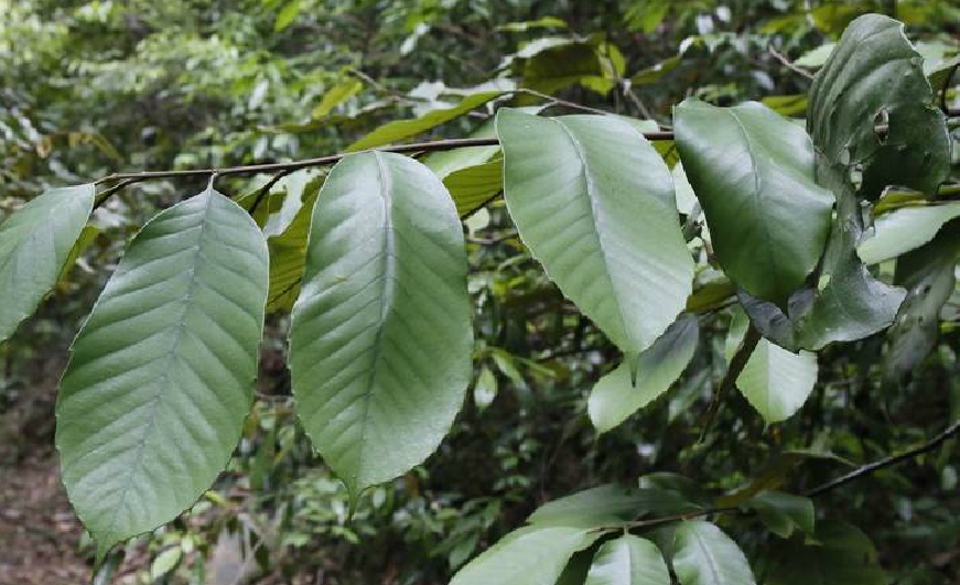  p>钩锥(学名: i>castanopsis tibetana /i> hance)是壳斗科,锥属 a