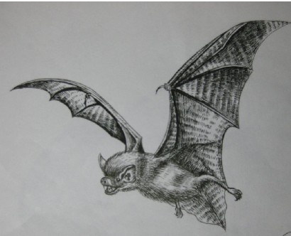 蝙蝠——"活雷达"与"敢死队"