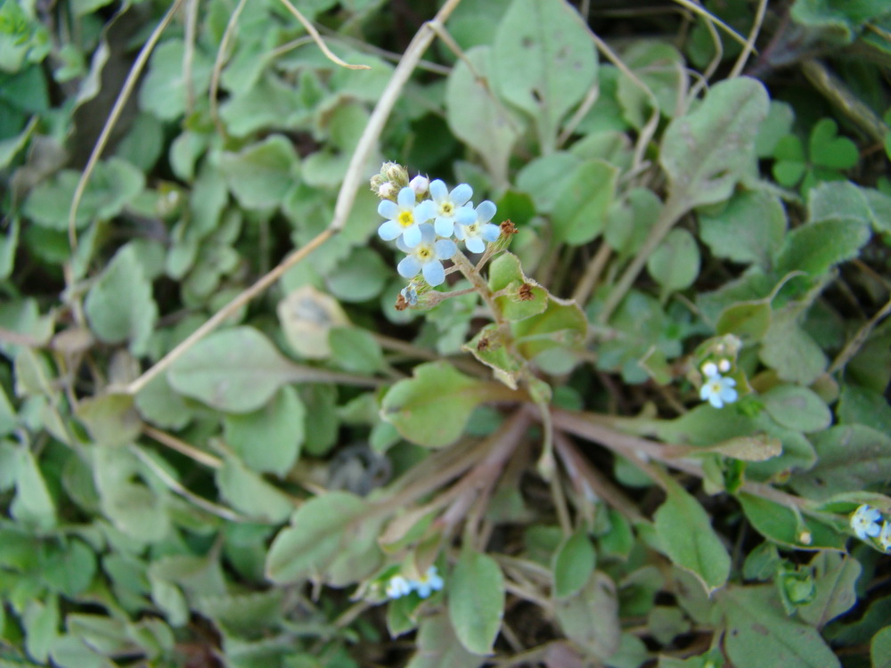  p> b>秦岭附地菜 /b>(学名: i>trigonotis giraldii /i>),是 a href=