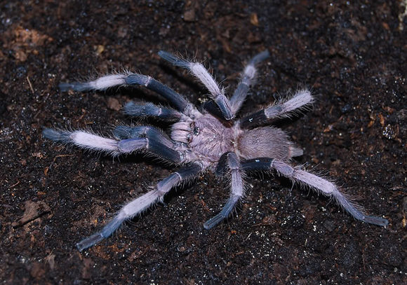  p>越南云脚算是市面上比较冷门的蜘蛛,身体的蓝色和金属蓝不相上下