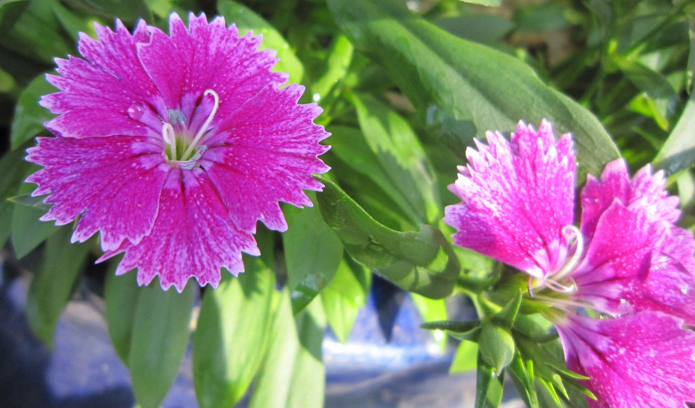  p>石竹,别名:兴安石竹,北石竹,钻叶石竹,蒙古石竹,丝叶石竹,高山石竹