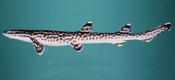  p>斑鲨( a href="#" data-lemmaid="8074290">学名 /a>: i>atelomyc