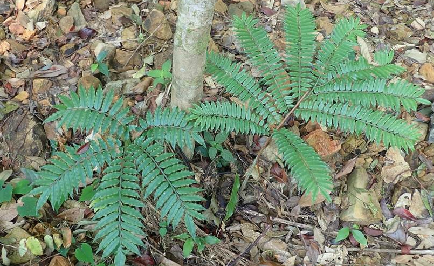  p>福建观音座莲(学名: i>angiopteris fokiensis /i> hieron.