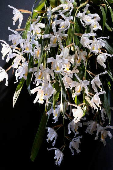 是隶属于兰科, a target="_blank" href="/item/贝母兰属/7972223"