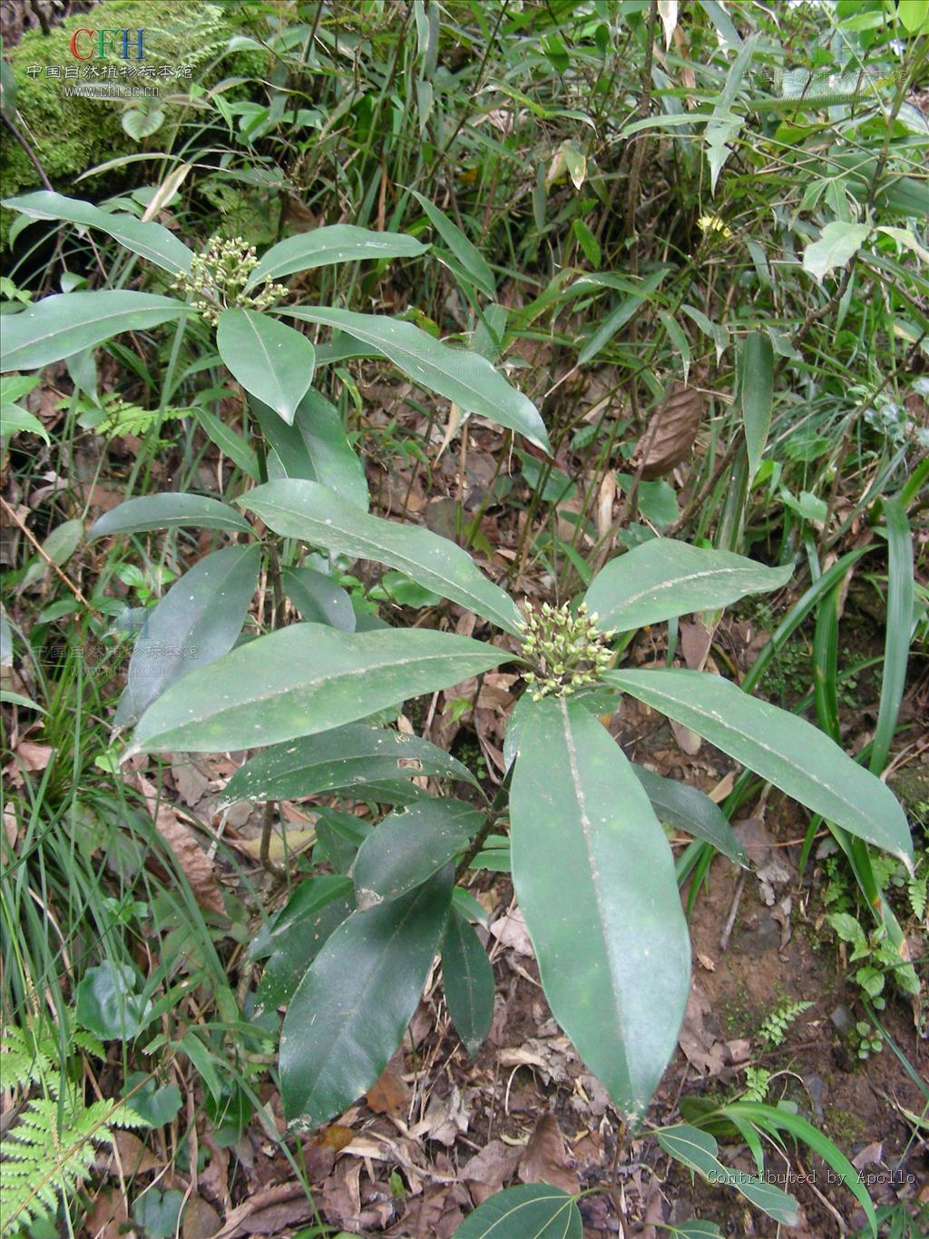  p>茵芋(拉丁学名:skimmia reevesiana fort.