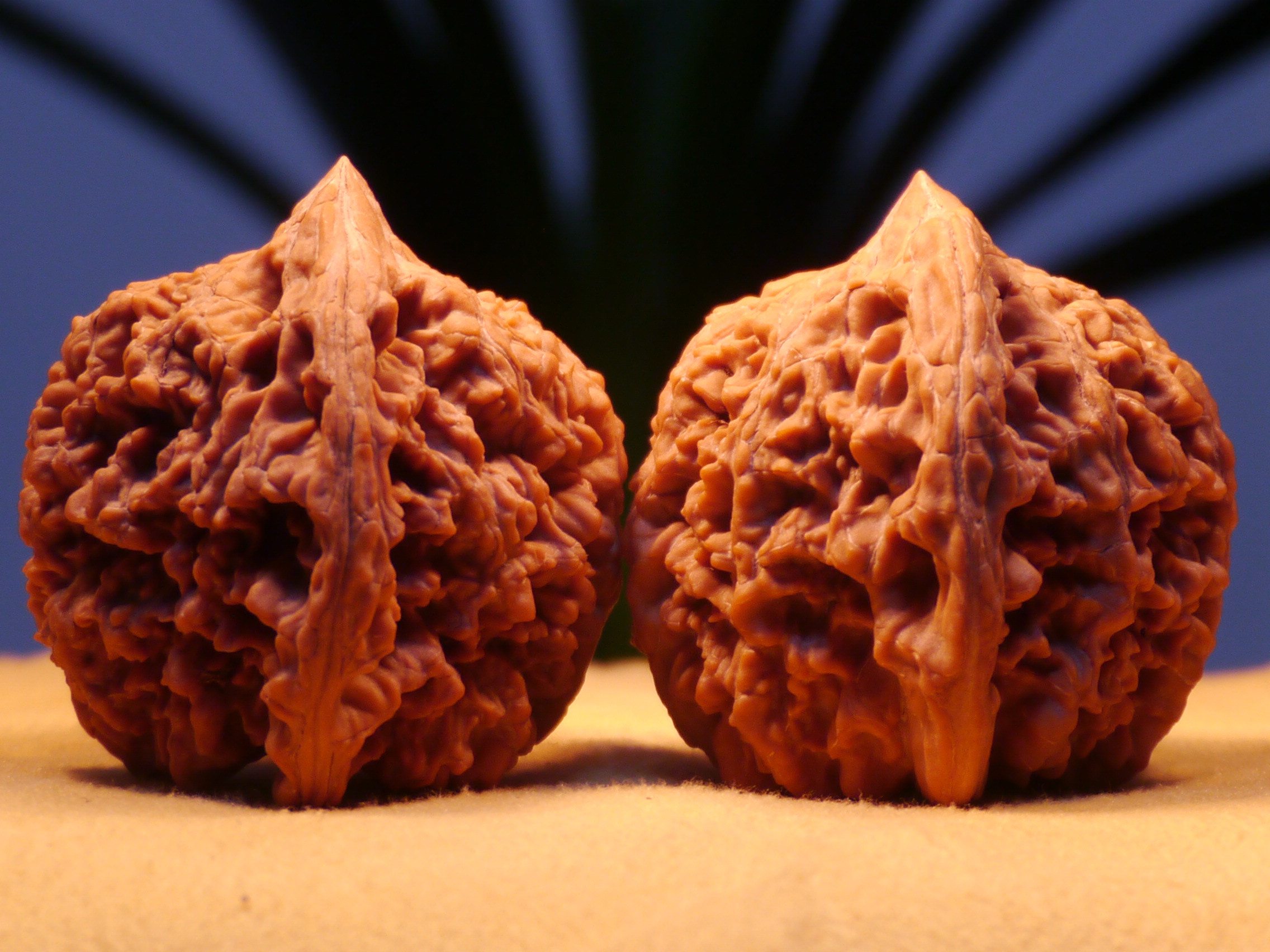  p>涞水麻核桃(野三坡麻核桃),河北省 a href="#" data-lemmaid="