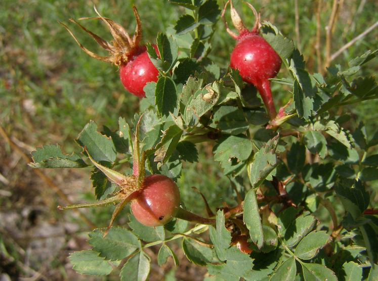  p>腺果蔷薇(学名: i>rosa fedtschenkoana /i>  regel)有刺小 a href