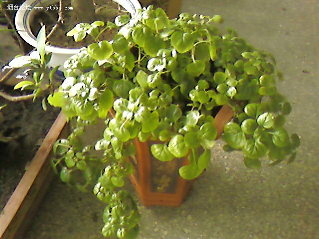 草莓吊兰