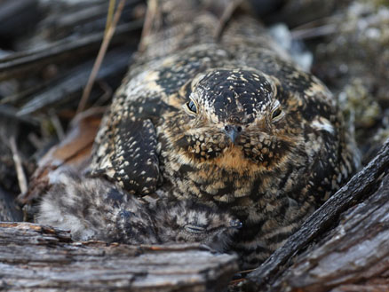  p>美洲夜鹰(学名: i>chordeiles minor /i>)是夜鹰科,美洲夜鹰属鸟类